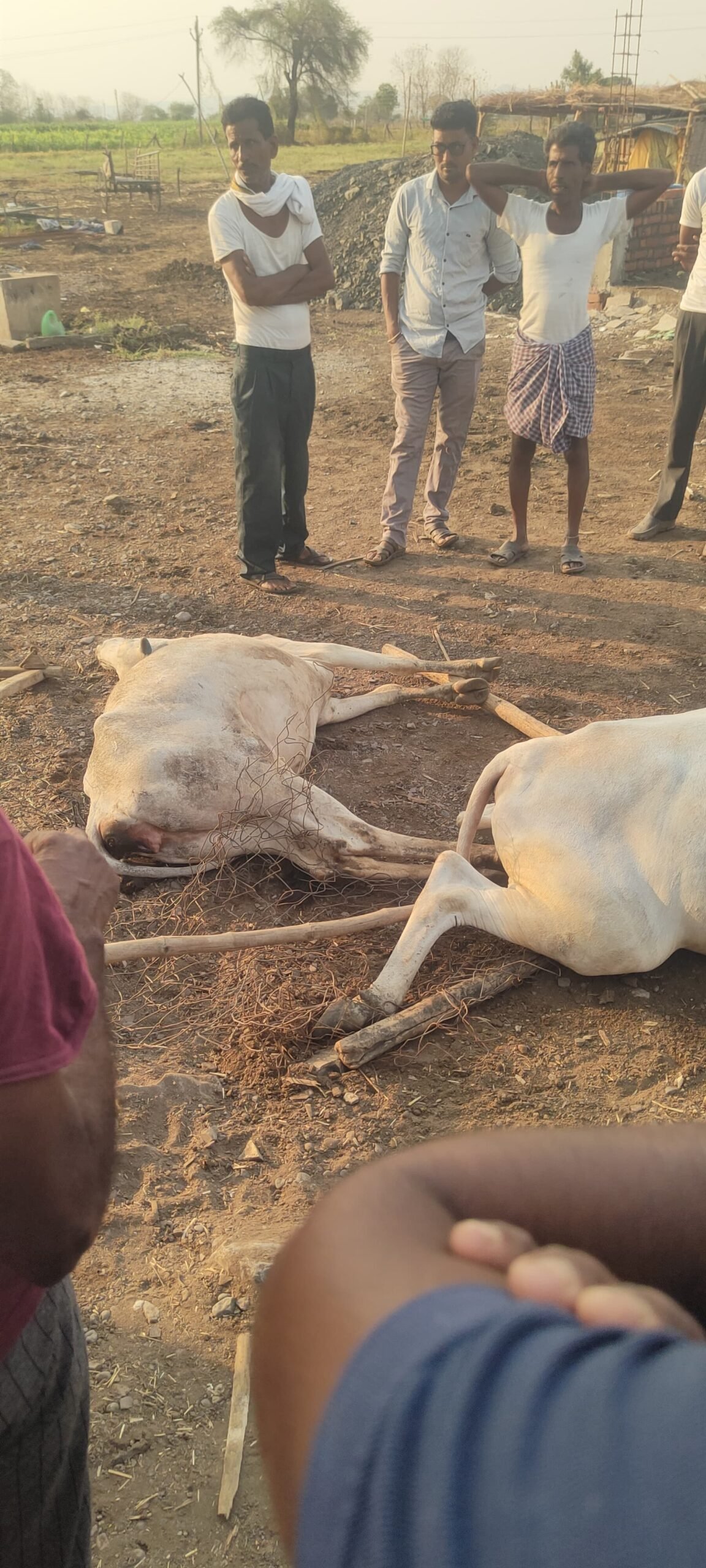 शेती च्या कंपाऊंडच्या स्पर्शाने 2 जनावरे ठार