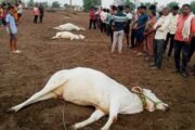 💥वादळी वाऱ्यामुळे तुटलेल्या विजेच्या तारांमुळे तिन जनावरांचा जागीच मृत्यु