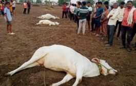 💥वादळी वाऱ्यामुळे तुटलेल्या विजेच्या तारांमुळे तिन जनावरांचा जागीच मृत्यु
