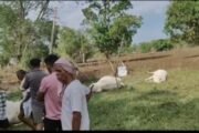 💥उसेगांव ( सावली ) येथे इलेक्ट्रिक शॉक लागुन आठ जनावरांचा मृत्यु