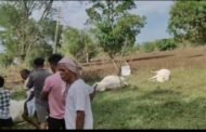 💥उसेगांव ( सावली ) येथे इलेक्ट्रिक शॉक लागुन आठ जनावरांचा मृत्यु