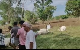 💥उसेगांव ( सावली ) येथे इलेक्ट्रिक शॉक लागुन आठ जनावरांचा मृत्यु