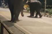 🐘हत्ती चक्क आले गडचिरोली शहरात