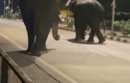 🐘हत्ती चक्क आले गडचिरोली शहरात