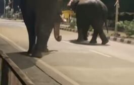 🐘हत्ती चक्क आले गडचिरोली शहरात