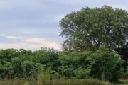 🌴पोर्ला वनविभाग कार्यालयात रोपवाटिका कि टोलेगंज झाडे