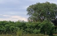 🌴पोर्ला वनविभाग कार्यालयात रोपवाटिका कि टोलेगंज झाडे