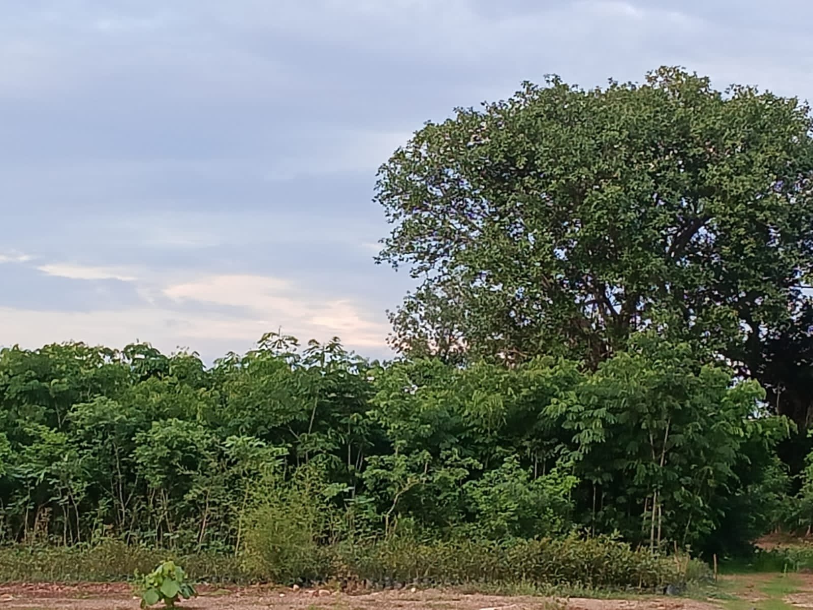 🌴पोर्ला वनविभाग कार्यालयात रोपवाटिका कि टोलेगंज झाडे