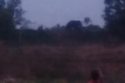 🐘चक्क हत्ती आज सकाळी देऊळगांव इंजेवारी परिसरात