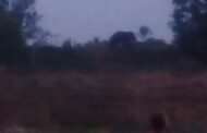 🐘चक्क हत्ती आज सकाळी देऊळगांव इंजेवारी परिसरात