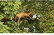 🐅मुलच्या बाजारातील झाडावर बिबट्या बसुन .अनेकांनी घेतले दर्शन