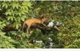 🐅मुलच्या बाजारातील झाडावर बिबट्या बसुन .अनेकांनी घेतले दर्शन