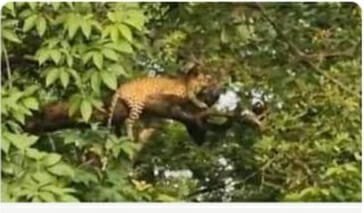 🐅मुलच्या बाजारातील झाडावर बिबट्या बसुन .अनेकांनी घेतले दर्शन
