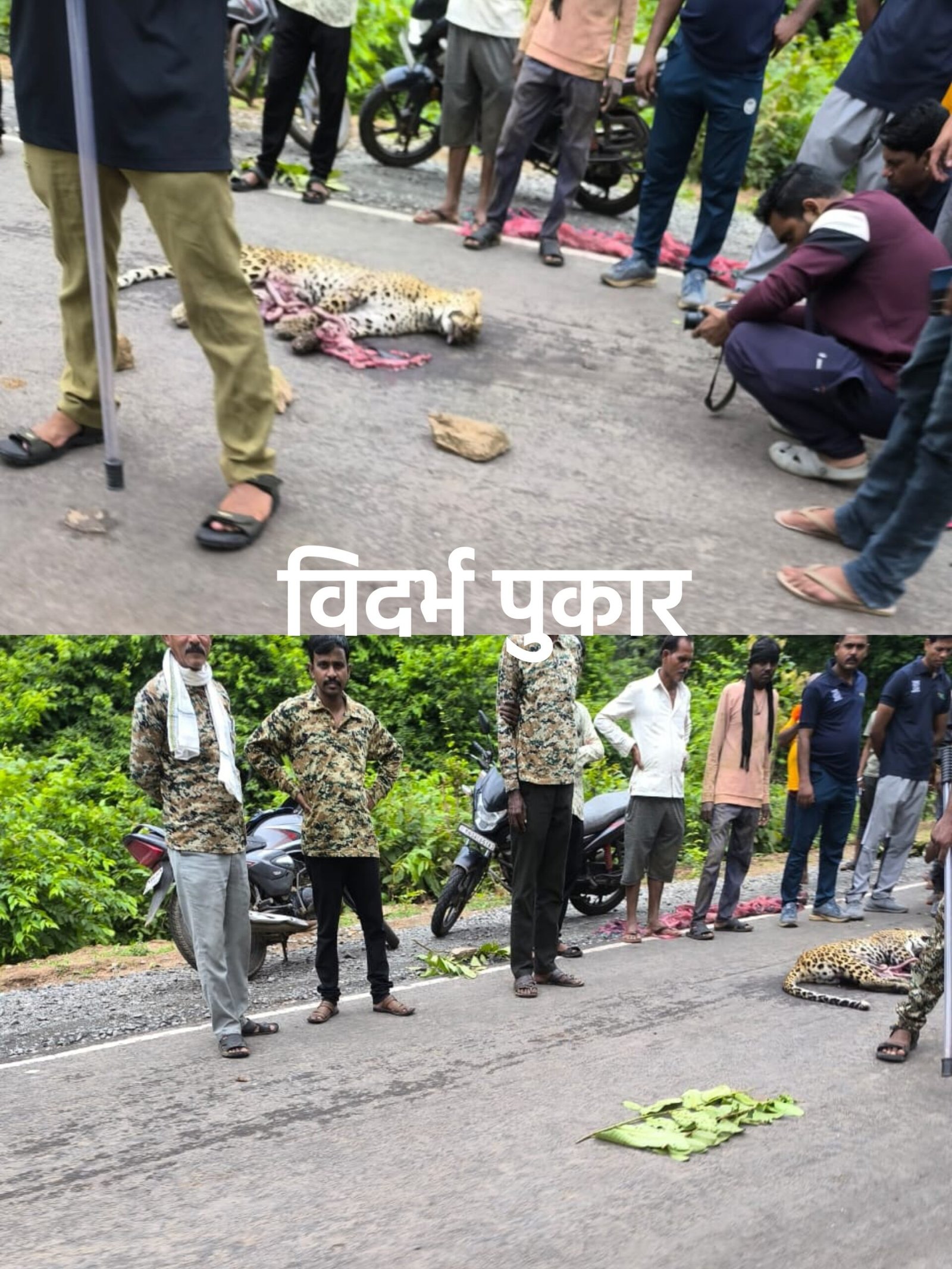 💥पौबुर्णा फाट्याजवळ ट्रकच्या धडकेत बिबट्या ठार