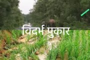 टक्कर हत्ती ठाणेगांव - वैरागड जंगलात तर हत्तीचा कळप कुलभट्टी - बेलगावात. हत्तीची दहशत जिल्हयात सर्वत्र कायमच.