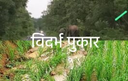 टक्कर हत्ती ठाणेगांव - वैरागड जंगलात तर हत्तीचा कळप कुलभट्टी - बेलगावात. हत्तीची दहशत जिल्हयात सर्वत्र कायमच.