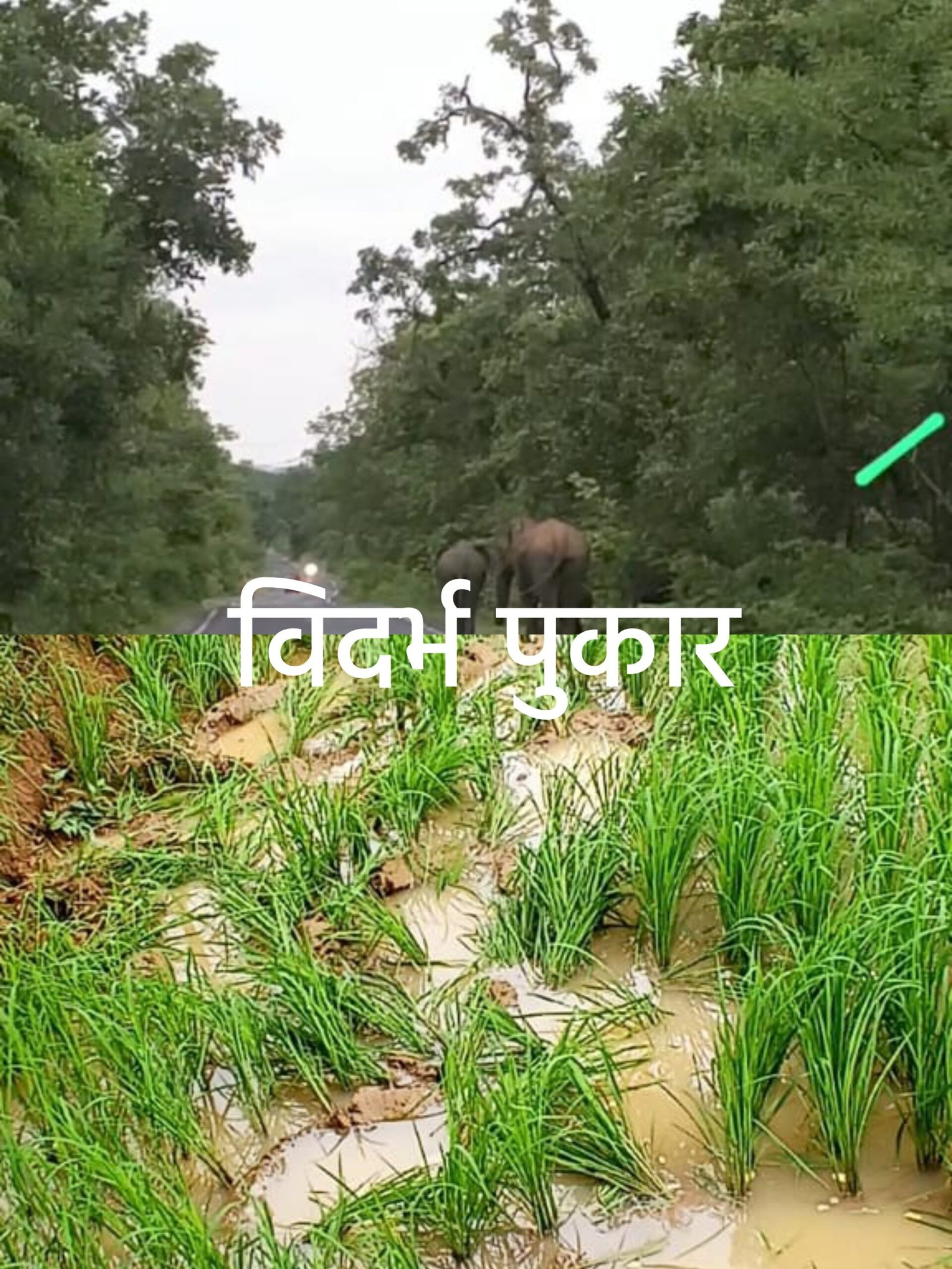 टक्कर हत्ती ठाणेगांव - वैरागड जंगलात तर हत्तीचा कळप कुलभट्टी - बेलगावात. हत्तीची दहशत जिल्हयात सर्वत्र कायमच.